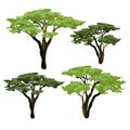 African acacia tree. Plants of Africa